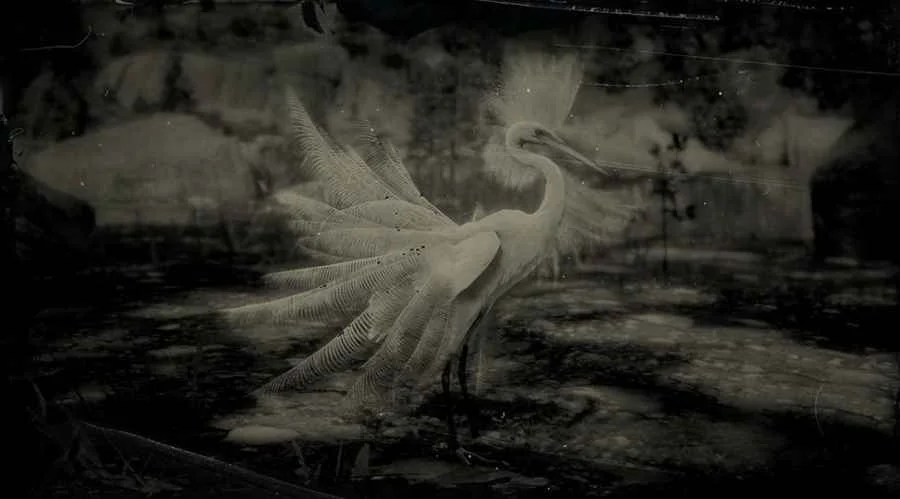 Snowy Egret
