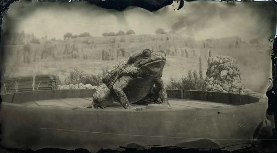 Sonoran Desert Toad