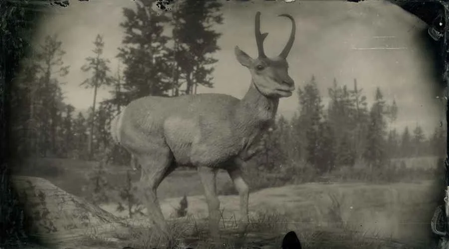 Sonoran Pronghorn Buck