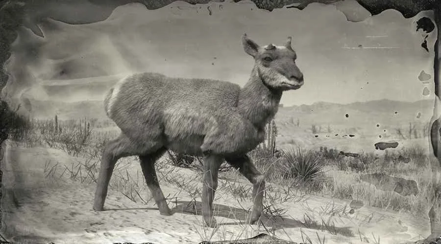 Sonoran Pronghorn Doe