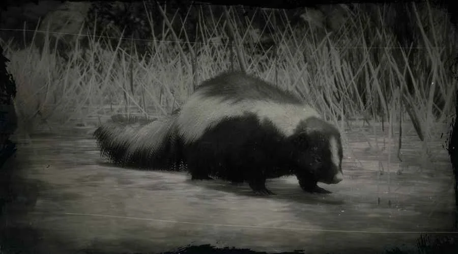 Striped Skunk