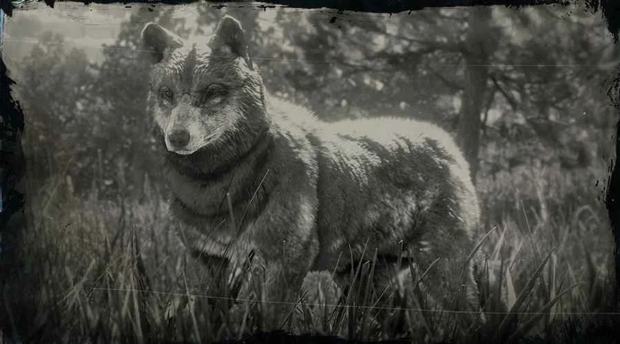 Timber Wolf
