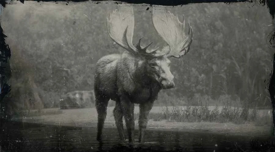 Western Bull Moose