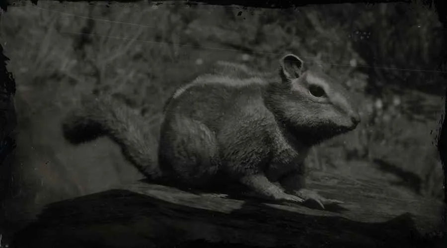 Western Chipmunk
