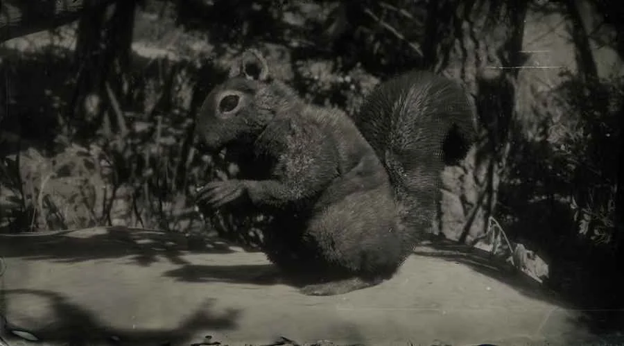 Western Gray Squirrel