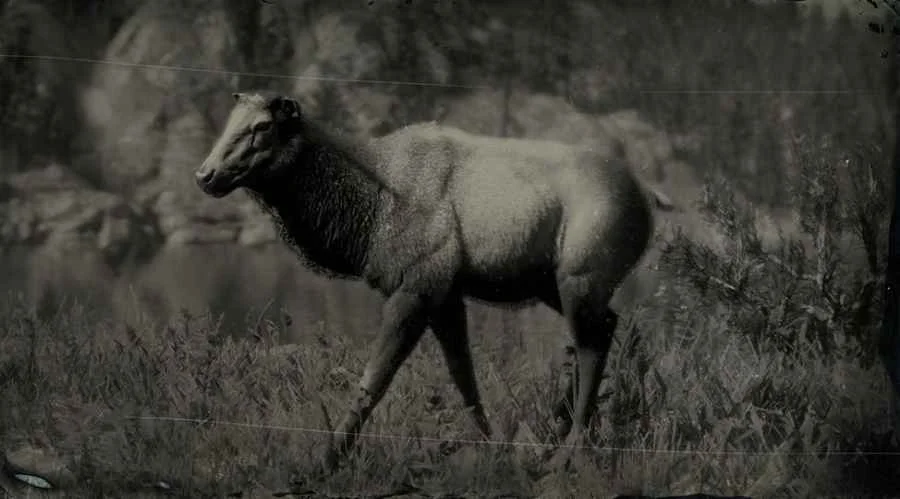Western Moose