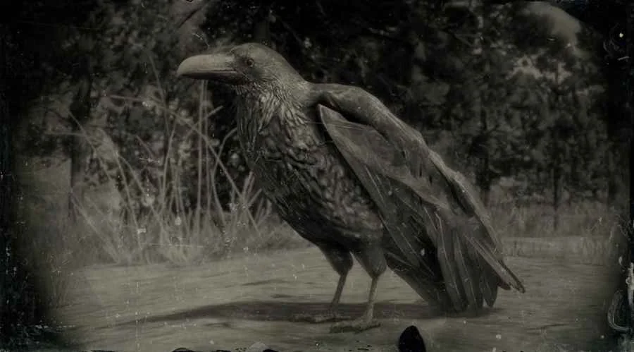 Western Raven