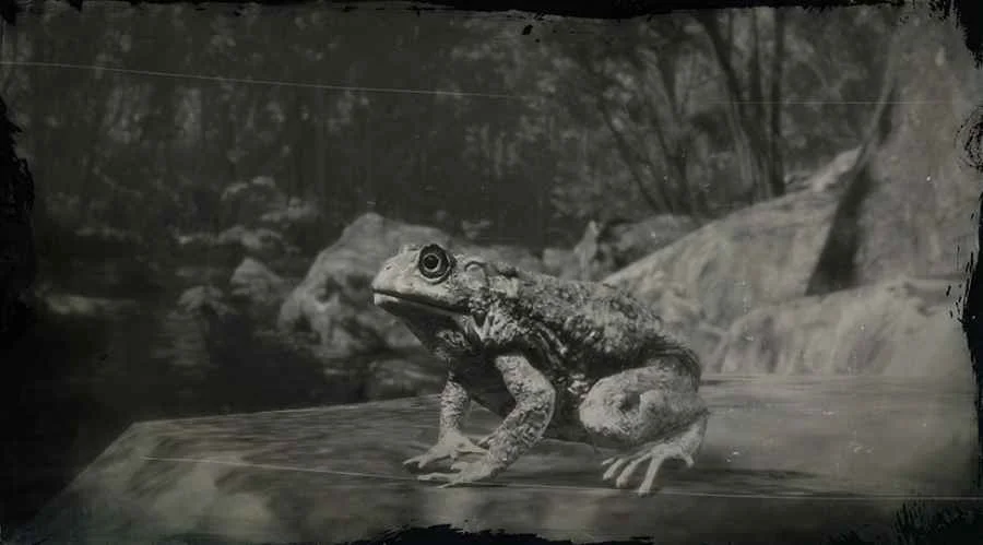 Western Toad