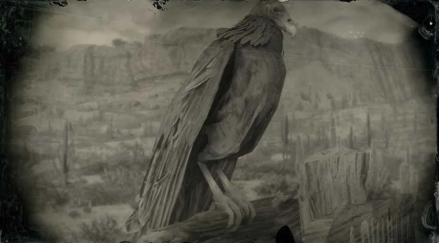 Western Turkey Vulture