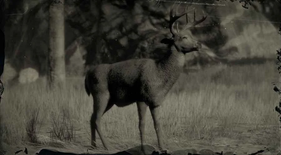 Whitetail Buck