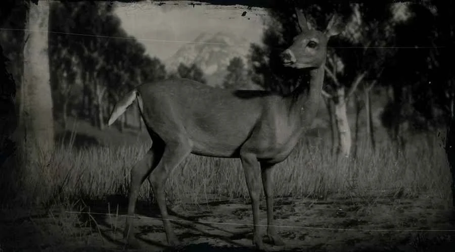 Whitetail Deer