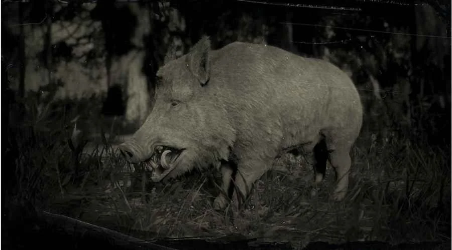 Wild Boar