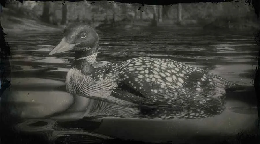 Yellow-billed Loon