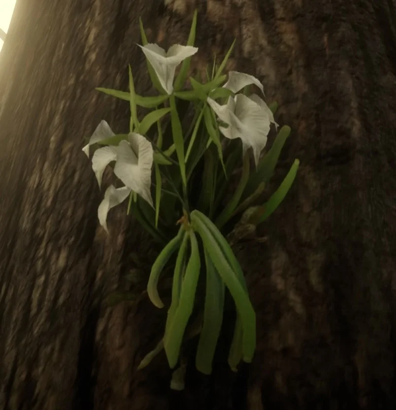 Lady of the Night Orchids