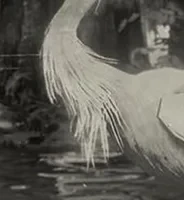 Little Egret Plumes