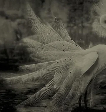 Snowy Egret Plumes