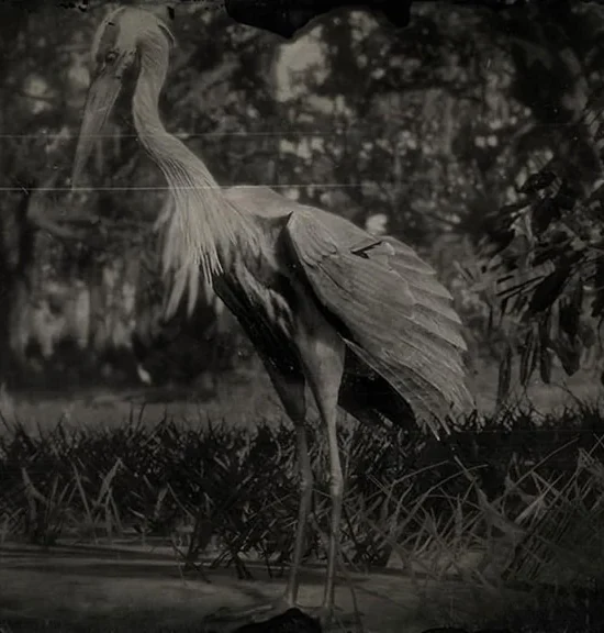 Heron Plumes