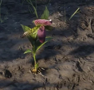 Lady Slipper Orchids
