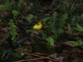 Moccasin Flower Orchids