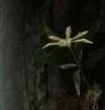 Acuna's Star Orchids