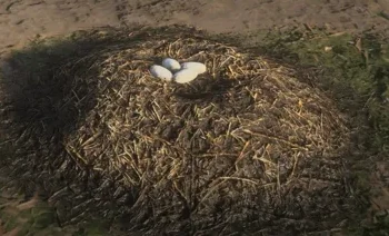 Gator Eggs