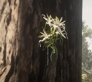 Ghost Orchids