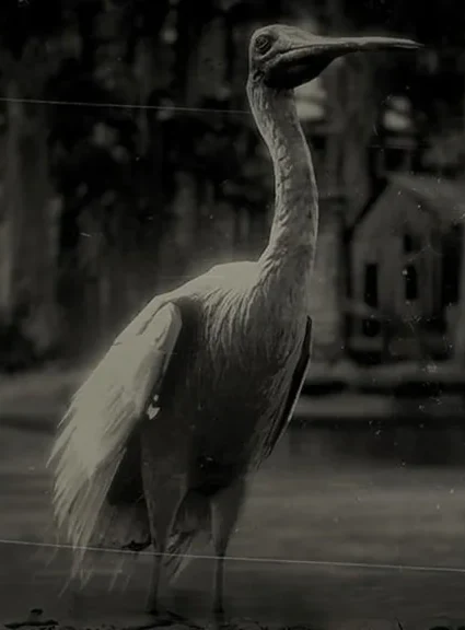 Spoonbill Plumes