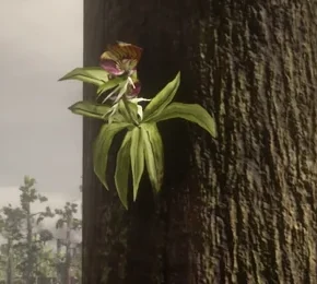 Clamshell Orchids