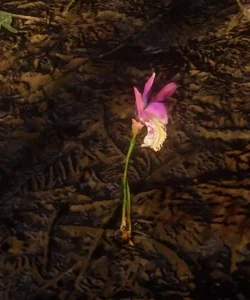 Dragon's Mouth Orchids