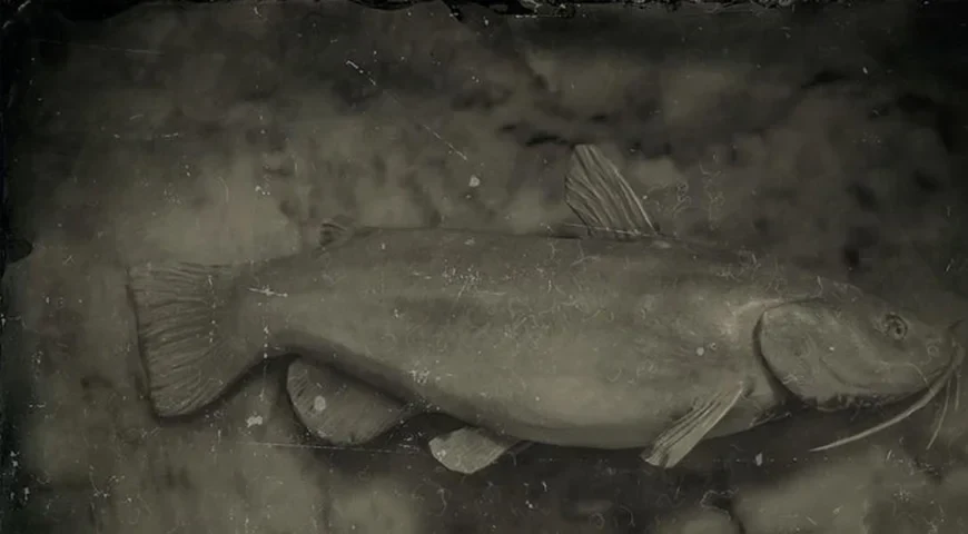 Bullhead Catfish