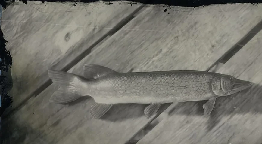 Chain Pickerel