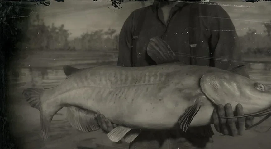 Channel Catfish