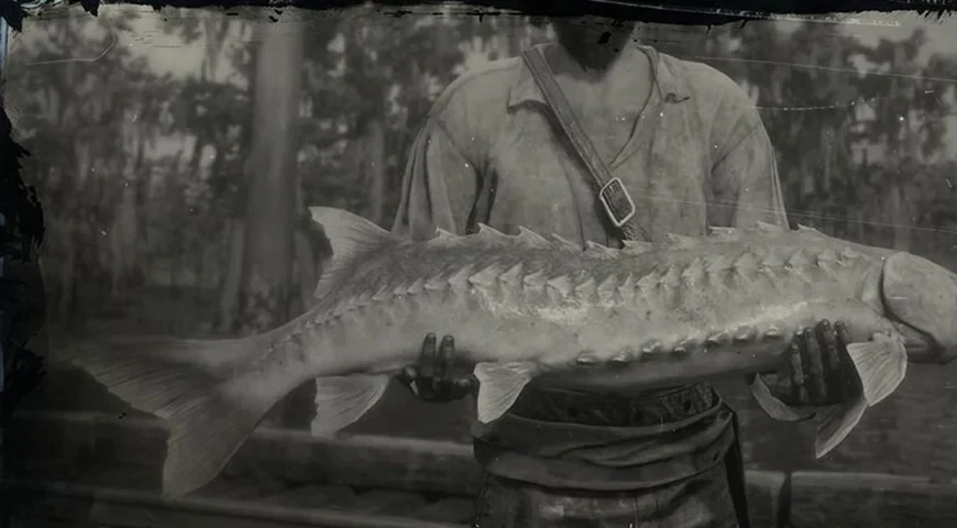 Lake Sturgeon