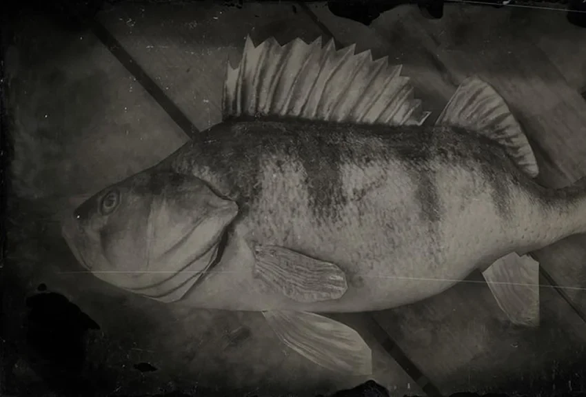 Perch