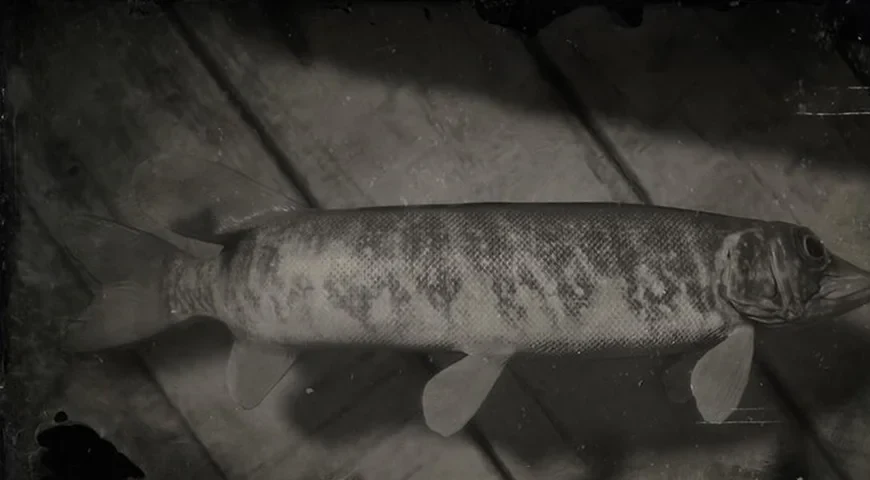 Redfin Pickerel
