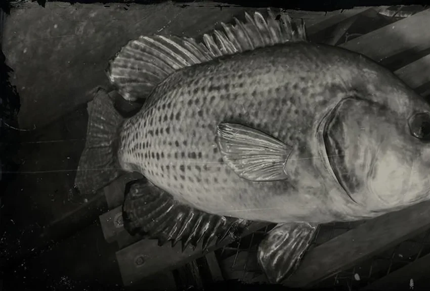 Rock Bass