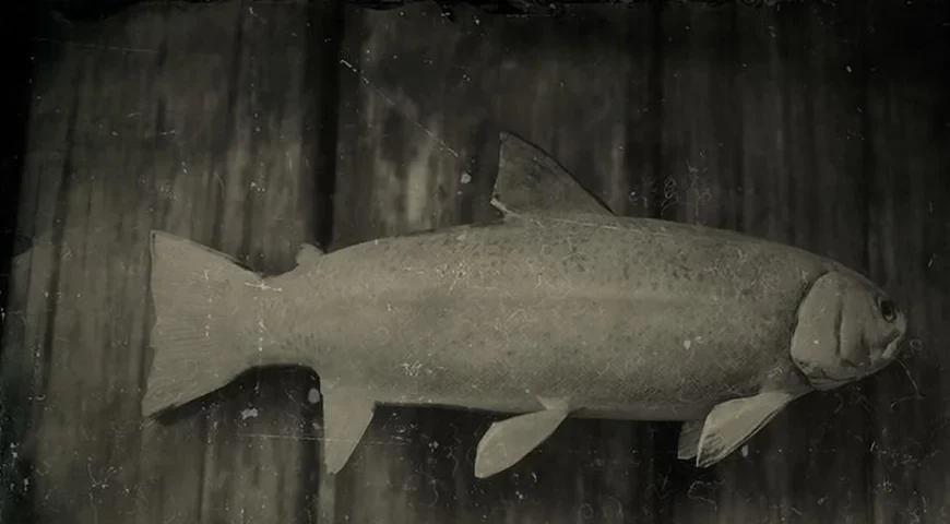 Steelhead Trout