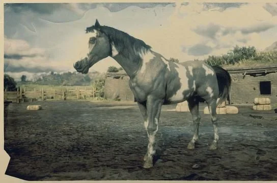 American Paint - Grey Overo