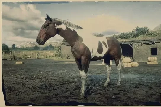 American Paint - Tobiano