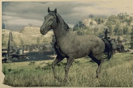 American Standardbred - Black