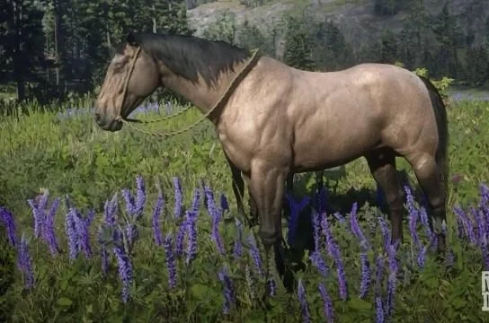 American Standardbred - Buckskin