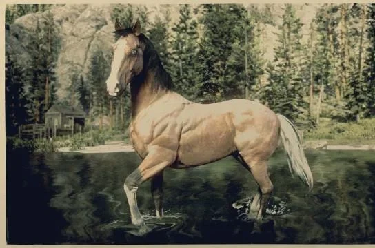 American Standardbred - Silver Tail Buckskin