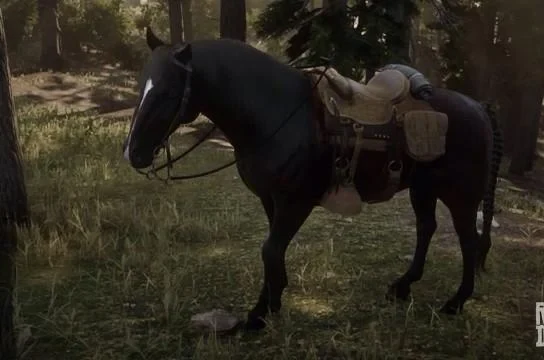 Andalusian - Dark Bay