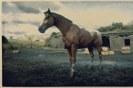 Appaloosa - Blanket