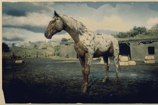 Appaloosa - Brown Leopard