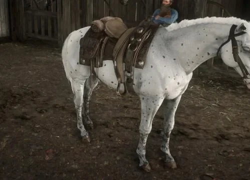 Appaloosa - Few Spots