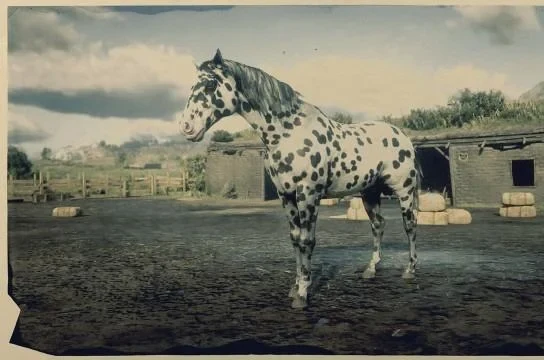 Appaloosa - Leopard