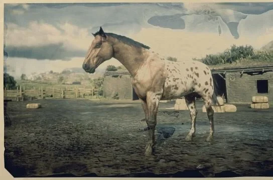 Appaloosa - Leopard Blanket