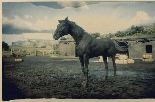 Arabian - Black