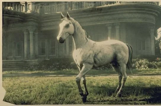 Arabian - White